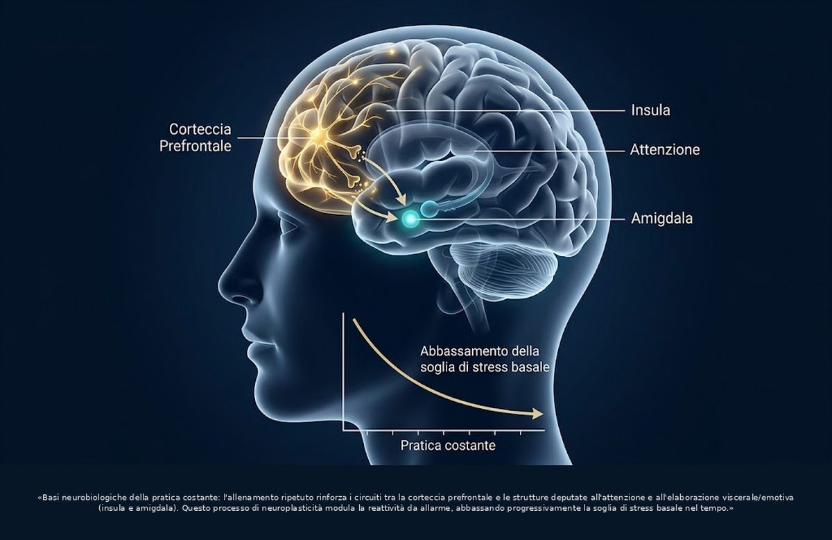 Schema del cervello con corteccia prefrontale, insula e amigdala e la curva della soglia di stress che si abbassa con la pratica costante